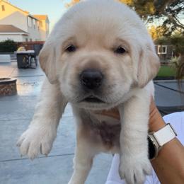 Yellow - Champagne female Dilute Retriever puppy in Orangevale, California from NorCal Silver & Coal Labradors
