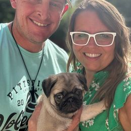 Pug Puppies from Cameo's Pugs