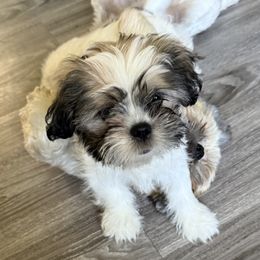 Tom - Tricolor male Shih Tzu puppy in Marshfield, Missouri from Hillside Loop Kennel LLC