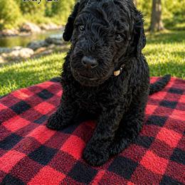Jekyll- Solid Black Pure Poodle, Smaller Standard Poodle - Black male Poodle puppy in Sacramento, California from Robinsnest Poodles