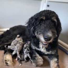 Ruby - Bernedoodle