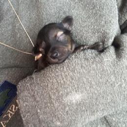 Prague Ratter Puppies from North Star Gem’s Prague Ratters