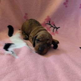 Camouflage - Brindle male Dachshund puppy in Opelika, Alabama from Dachshund Darlins