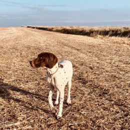 German Shorthaired Pointers from Anderson's GSPs