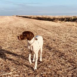German Shorthaired Pointers from Anderson's GSPs