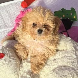 Crowley - Poodle