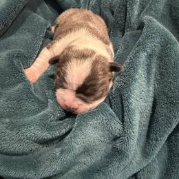 Biru - Blue male Boston Terrier puppy in Monroe, Washington from Nordkyn Boston Terriers