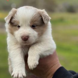 Derek - Red merle male Border Collie puppy in Sanger, California from Flying M Cactus Ranch Buddies
