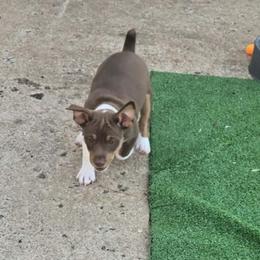 Butterfinger - White, chocolate and tan male Rat Terrier puppy in Ft Smith, Arkansas from Live Wire Rat Terriers