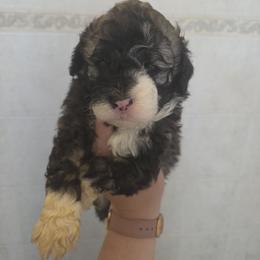 Balto - Sable male Aussiedoodle puppy in Galena, Illinois from Perry's doodles