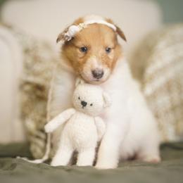 Regent temporarily on hold - Sable merle and white female Collie puppy in Blacksburg, Virginia from Blackberry Hills Cattle dogs and Collies