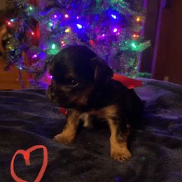 Yorkshire Terrier Puppies from Sweet Fur Babies