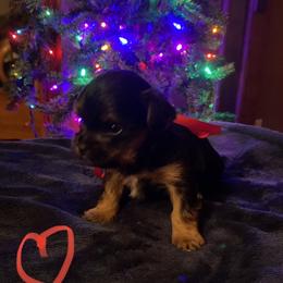 Yorkshire Terrier Puppies from Sweet Fur Babies