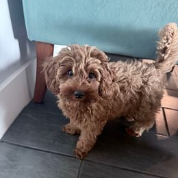 Green Boy - Red  male Goldendoodle puppy in Spring Branch, Texas from Texas Hill Country Doodles