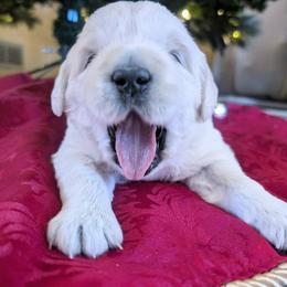 Princess - Light golden female Golden Retriever puppy in Walnut Grove, Missouri from Forever Your Puppies