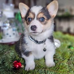 Walnut - Black and tan female Pembroke Welsh Corgi puppy in Fortine, Montana from North Star Pembroke Welsh Corgi's