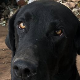 Dilute Retrievers and Labrador Retrievers from Phoenix Labradors