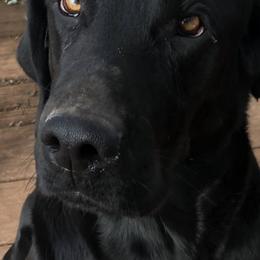 Dilute Retrievers and Labrador Retrievers from Phoenix Labradors