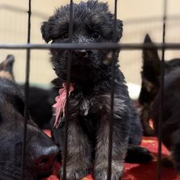 Pink collar girl - Black and red female German Shepherd puppy in Wyoming, Michigan from Big Jones Kennels