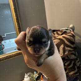 Female - Chocolate and tan female Pomeranian puppy in Success, Missouri from Sweet Success
