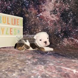 Myles - Red and white male Bulldog puppy in Hillsdale County, Michigan from KZ Bullies LLC