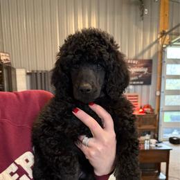 Boy 2 - Blue male Poodle puppy in Wentworth, South Dakota from PaintersPreciousPoodles