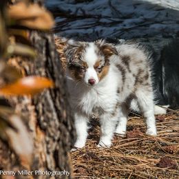 Miniature Australian Shepherd All Grown Up from Tincture of Thyme