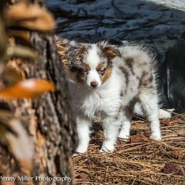 Miniature Australian Shepherd All Grown Up from Tincture of Thyme