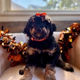 Pumpkin - Tri-color male Bernedoodle puppy in Munster, Indiana from Miranda’s Sunshine Poodles and Doodles