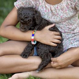 Poodle Puppies from Mount Zion Kennels