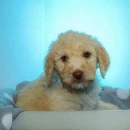 Goldendoodles from Vera's Goldendoodles