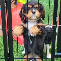 Cavalier King Charles Spaniel Puppies from Penny's from Heaven