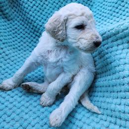 Angel Cake - White female Poodle puppy in Clayton, Washington from Short Legs & Curly Wags LLC