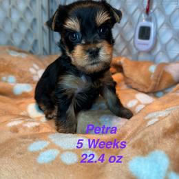 Petra - Black and tan female Yorkshire Terrier puppy in Ashland, Kentucky from Yorkie Paw