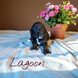 Lagoon - Black tri-color female Aussiedoodle puppy in Ellenburg Center, New York from Kristin's Puppies