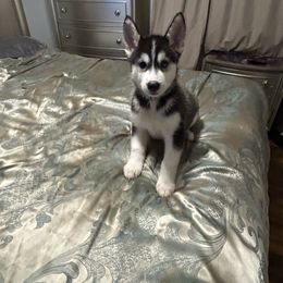Ace - Black and white Siberian Husky puppy in Southfield, Michigan from Dave’s Huskies