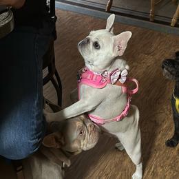 Alyssa - French Bulldog