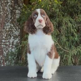 Milo - Liver and white male English Springer Spaniel puppy in Scio, Oregon from Starlet Springers