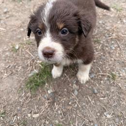 Willow - Red tri-color female Australian Shepherd puppy in Worcester County, Massachusetts from O’Kejas  Kennel