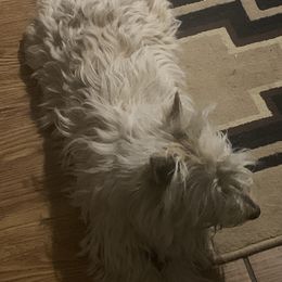 Maizie  - Scottish Terrier