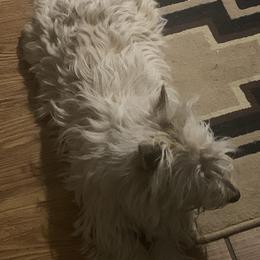 Maizie  - Scottish Terrier