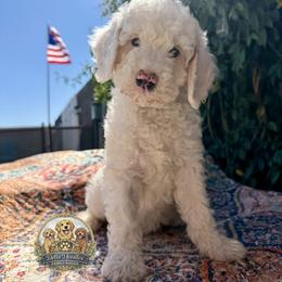 Snow - Parti female Goldendoodle puppy in Sanger, California from Delta Doodless
