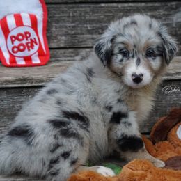 Aspen - Blue merle male Australian Shepherd puppy in Burbank, South Dakota from Dakota Rose Aussies