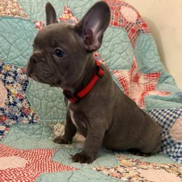Mookie - Blue male French Bulldog puppy in Paso Robles, California from Laurelwood Frenchies CA