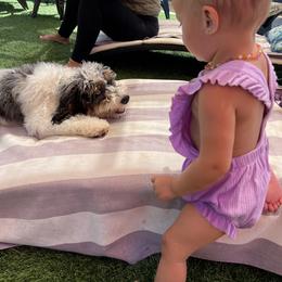 Bernedoodle Puppies from Over the Moon Poodles and Doodles