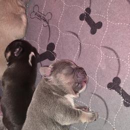 French Bulldog Puppies from ANE French Bulldogs