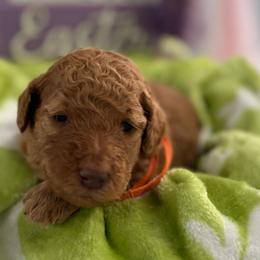 Jessie - Red  female Goldendoodle puppy in Moreno Valley, California from Rainbow SoCal Doodles