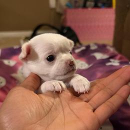 Polly - White female Chihuahua puppy in Millville, New Jersey from M’s Chihuahuas