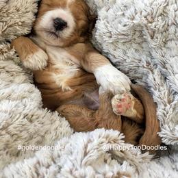 Bernedoodle, Goldendoodle, Sheepadoodle, and Aussiedoodle Puppies from Happy Top Doodles