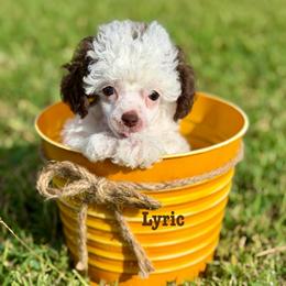 Lyric - Brown female Poodle puppy in Ardmore, Oklahoma from The Poodles of Green Acres
